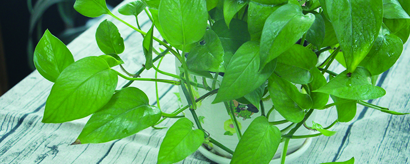 夏天种植绿萝注意事项 夏天种植绿萝注意事项