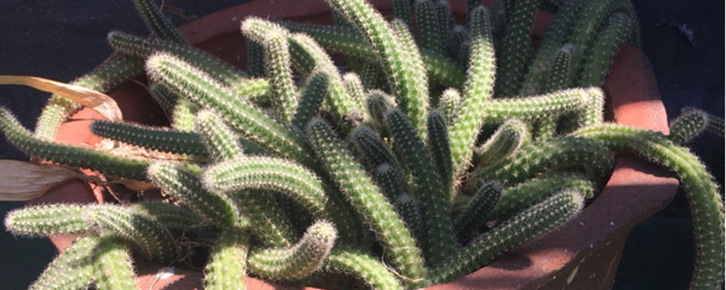 白檀黄叶的原因和处理办法 白檀黄叶的原因和处理办法