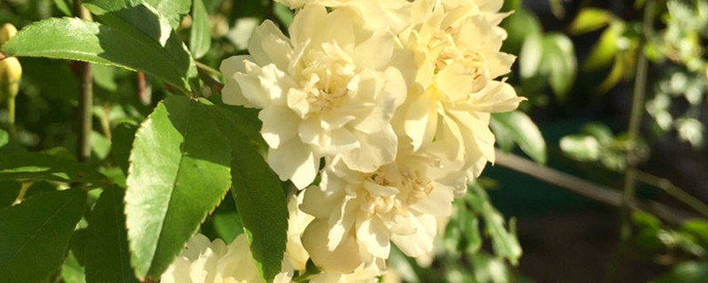 木香花适合种在南方吗 木香花适合种在南方吗
