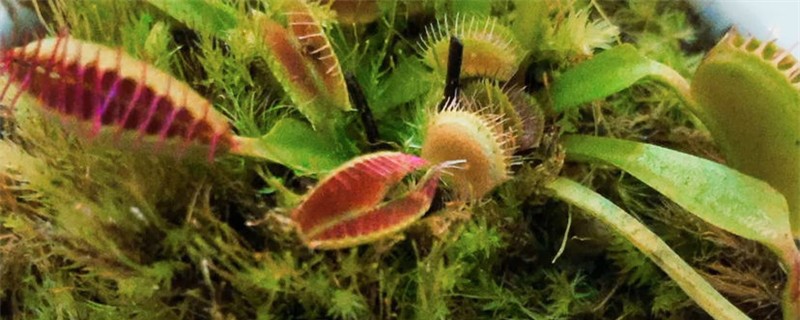 阳台如何养捕蝇草 阳台如何养捕蝇草