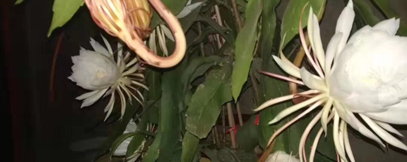 昙花的花蕊有毒吗 昙花的花蕊有毒吗