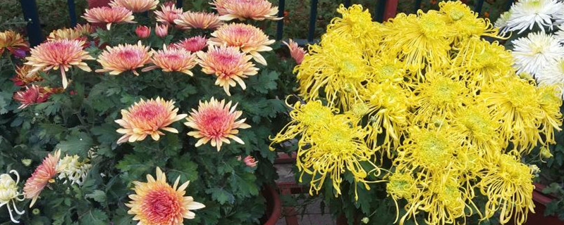 兴庆公园菊花展什么时候开始 兴庆公园菊花展什么时候开始