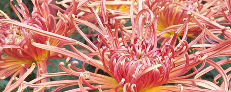 菊花喜欢水多还是少 菊花喜欢水多还是少