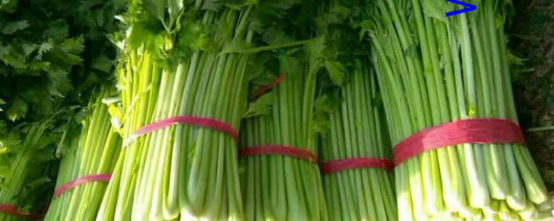 西芹是什么季节的蔬菜 西芹是什么季节的蔬菜
