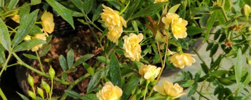 木香花黄叶的原因和处理办法 木香花黄叶的原因和处理办法
