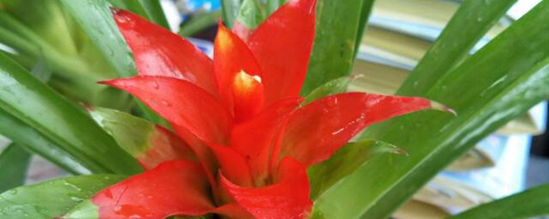 鸿运当头冬天怎么养殖 鸿运当头冬天怎么养殖