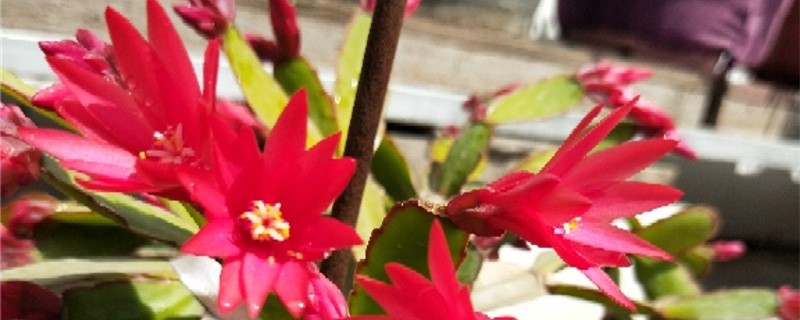 假昙花适合在什么地方养殖 假昙花适合在什么地方养殖