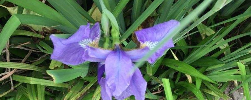 花菖蒲冬天怎么养殖 花菖蒲冬天怎么养殖