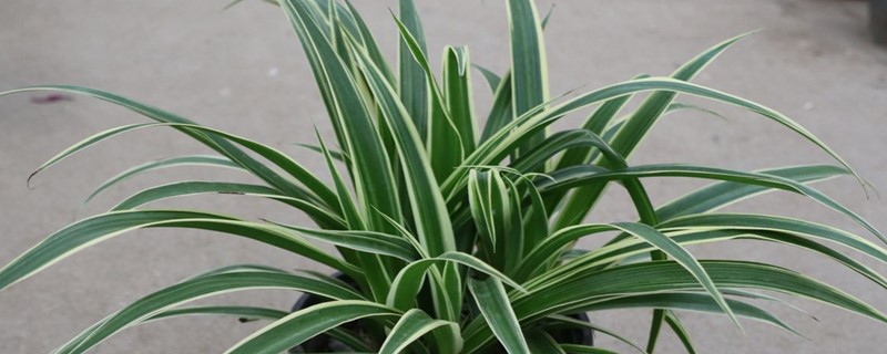 银边吊兰的主要病虫害及其防治方法 银边吊兰的主要病虫害及其防治方法