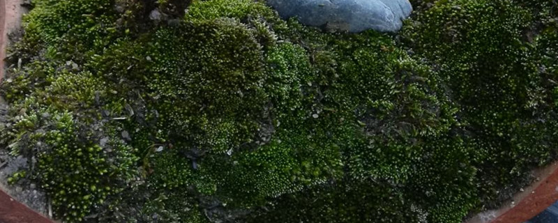 苔藓有毒吗 苔藓有毒吗