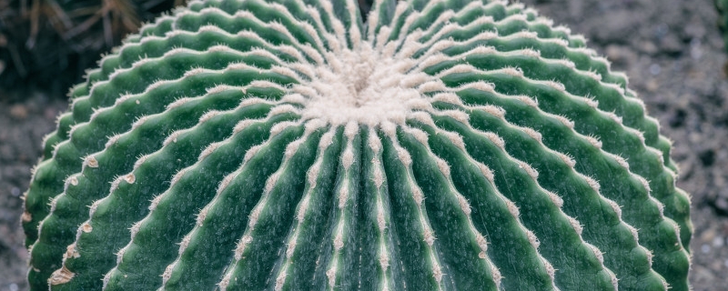 仙人球对水分的要求 仙人球对水分的要求