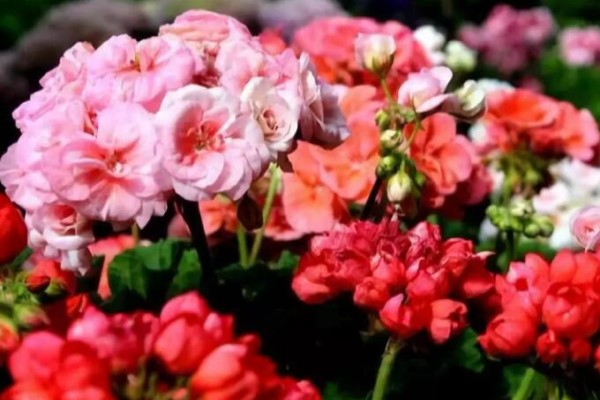 家里养盆团圆花,开花多、旺家宅,养20盆都不嫌多! 家里养盆团圆花,开花多、旺家宅,养20盆都不嫌多!