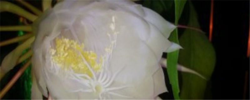 昙花的主要病虫害及其防治方法 昙花的主要病虫害及其防治方法