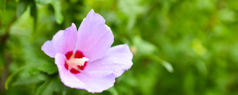 木槿花怕冻吗 木槿花怕冻吗