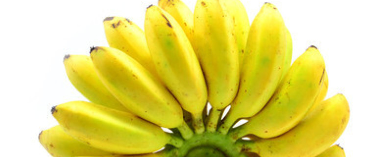 小米蕉和芭蕉的区别 小米蕉和芭蕉的区别