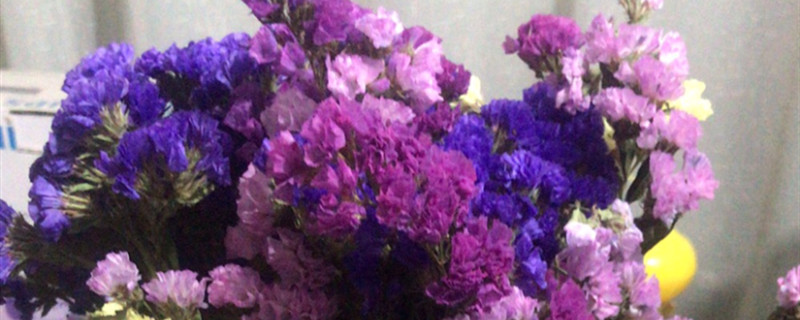 勿忘我干花能泡水吗 勿忘我干花能泡水吗