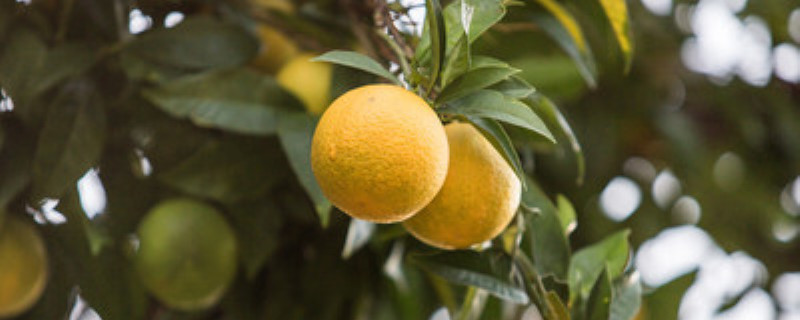 柠檬怕冻吗 柠檬怕冻吗