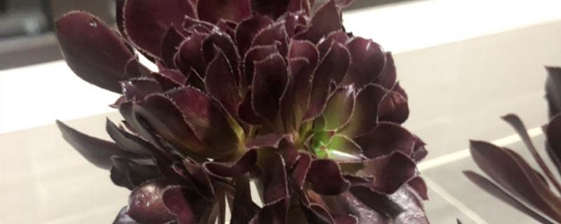 单头法师开花后怎么处理 单头法师开花后怎么处理