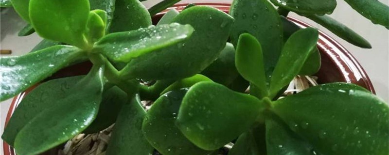 玉树换盆注意事项,换盆后要浇水吗 玉树换盆注意事项,换盆后要浇水吗