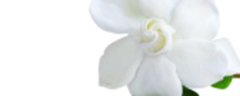 栀子花浇水频率 栀子花浇水频率