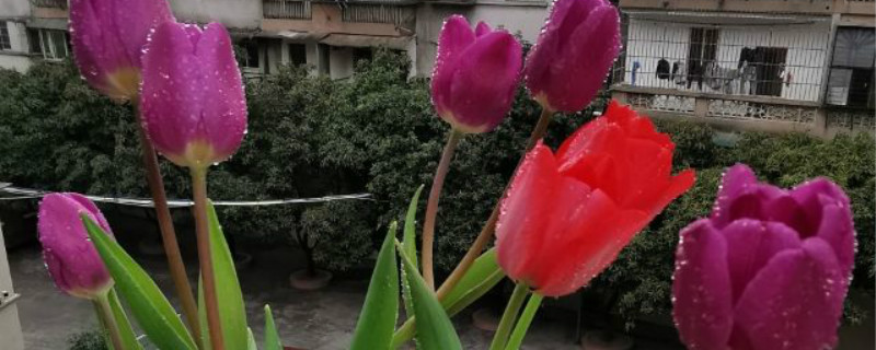 郁金香秋天种发芽发根吗,种球发芽后怎么管理 郁金香秋天种发芽发根吗,种球发芽后怎么管理