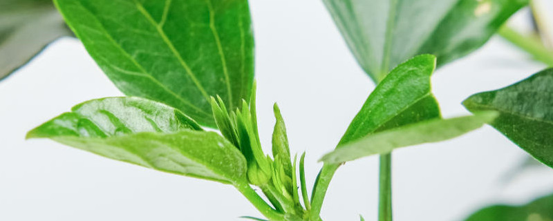 扶桑花怎么养才能开花 扶桑花怎么养才能开花