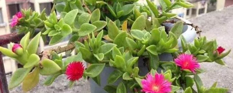 牡丹吊兰几天浇一次水 牡丹吊兰几天浇一次水