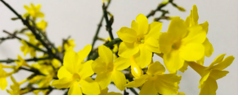 迎春花根怎么生根,怎么栽容易活 迎春花根怎么生根,怎么栽容易活