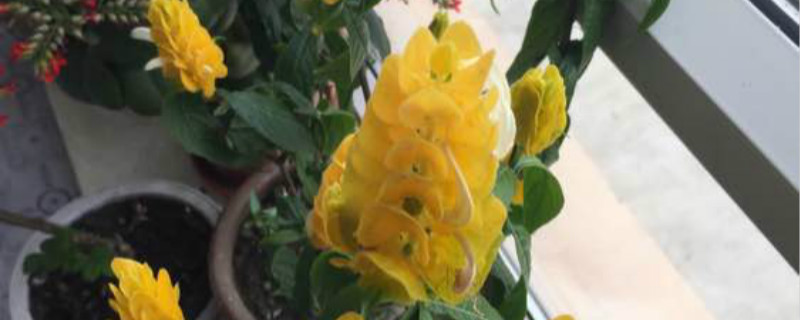 金苞花夏天怎么养 金苞花夏天怎么养