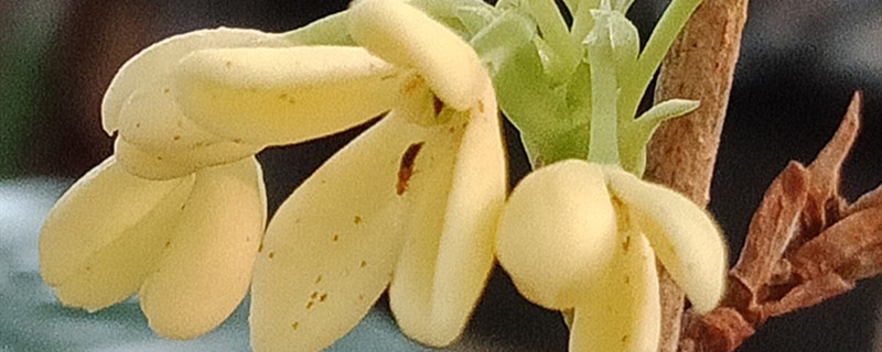 四季桂夏天怎么养 四季桂夏天怎么养