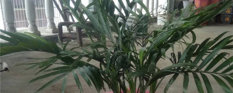 袖珍椰子夏天怎么养 袖珍椰子夏天怎么养