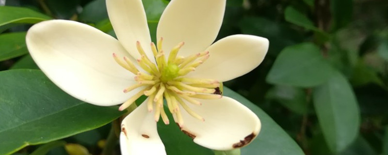 含笑花夏天怎么养 含笑花夏天怎么养