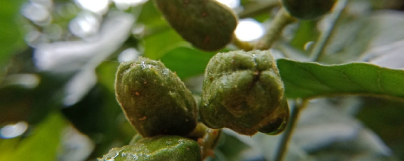 黄皮树为什么不开花,原因有哪些 黄皮树为什么不开花,原因有哪些