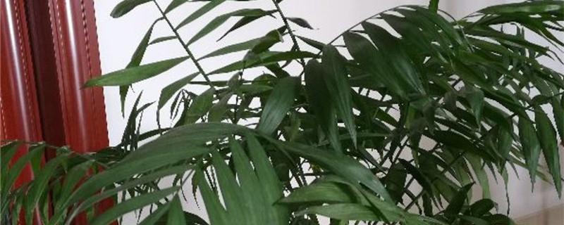 夏威夷椰子有种子吗 夏威夷椰子有种子吗