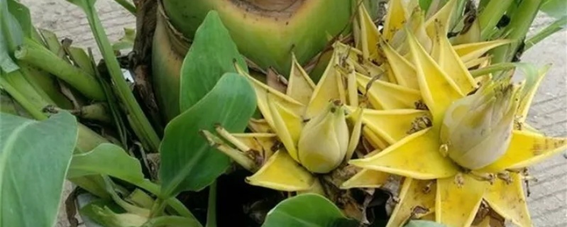 地涌金莲花的养殖方法,花后怎么处理 地涌金莲花的养殖方法,花后怎么处理
