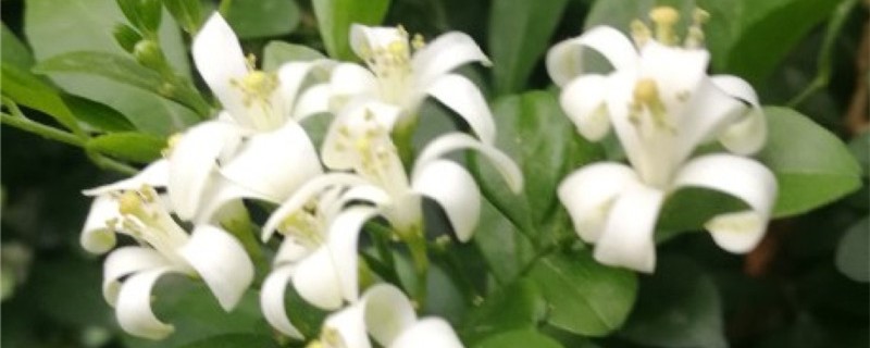 九里香不开花怎么回事,不开花怎么办 九里香不开花怎么回事,不开花怎么办