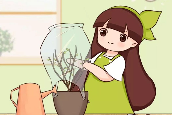 花养成大光杆,扎个袋子捂3天,枯枝长满绿芽! 花养成大光杆,扎个袋子捂3天,枯枝长满绿芽!