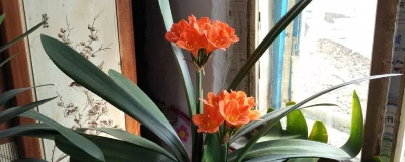 君子兰花怎么养,怎么养才能旺盛 君子兰花怎么养,怎么养才能旺盛