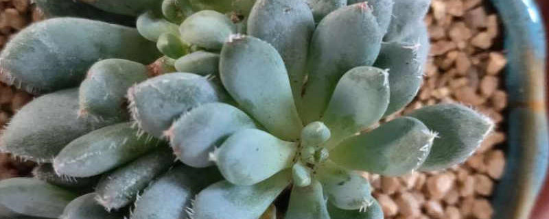 小蓝衣多肉怎么养,花箭要剪了吗 小蓝衣多肉怎么养,花箭要剪了吗