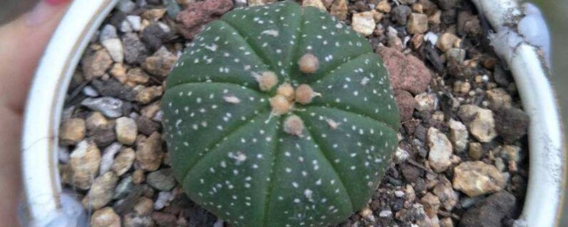 星兜怎么养,用深盆还是浅盆 星兜怎么养,用深盆还是浅盆
