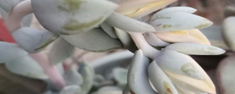 特玉莲怎么繁殖,什么时候繁殖 特玉莲怎么繁殖,什么时候繁殖