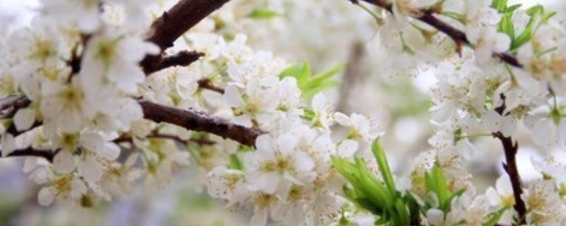 梅花叶子掉了怎么办 梅花叶子掉了怎么办