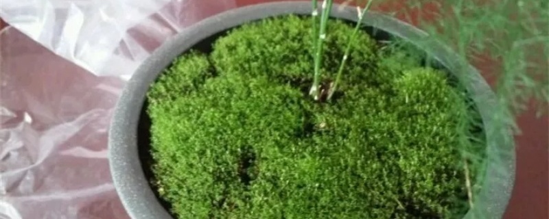 盆景里的苔藓怎么养,怎么养才能绿 盆景里的苔藓怎么养,怎么养才能绿