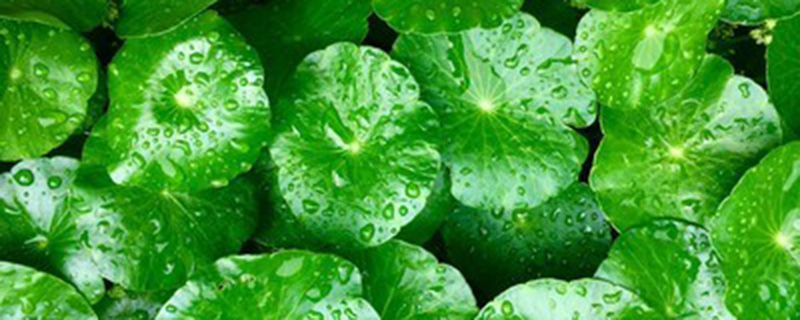 铜钱草的叶子耷拉下来是什么原因,叶子耷拉怎么办 铜钱草的叶子耷拉下来是什么原因,叶子耷拉怎么办