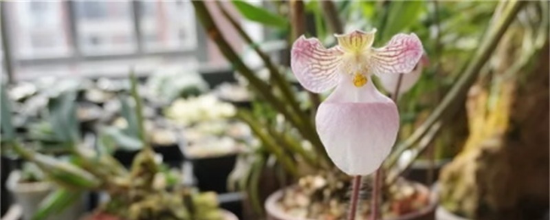 兜兰什么时候开花 兜兰什么时候开花