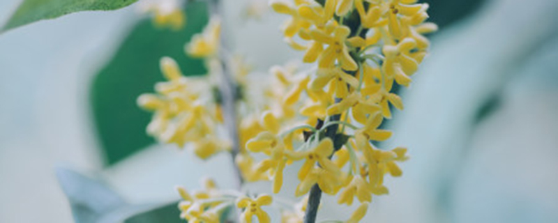 桂花春天什么时候发芽 桂花春天什么时候发芽