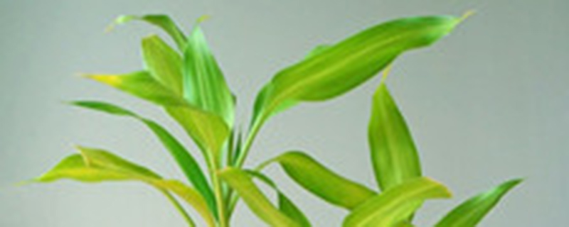 水养富贵竹开花吗 水养富贵竹开花吗
