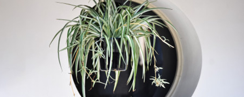 吊兰种子种植方法 吊兰种子种植方法