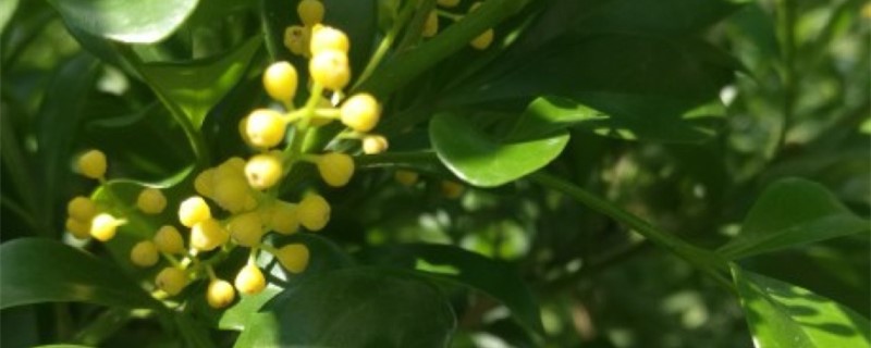 米兰春天掉叶子怎么办 米兰春天掉叶子怎么办