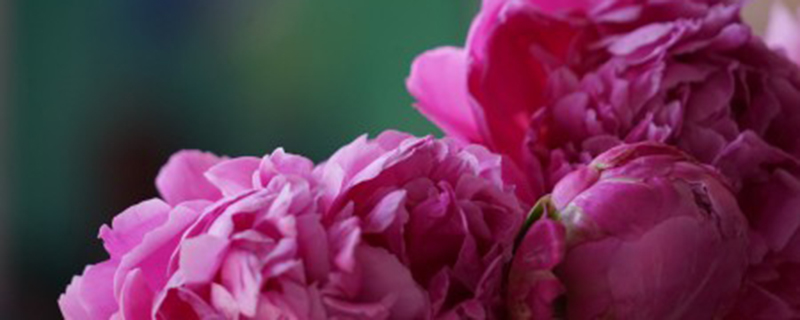 芍药春天可以换盆吗 芍药春天可以换盆吗